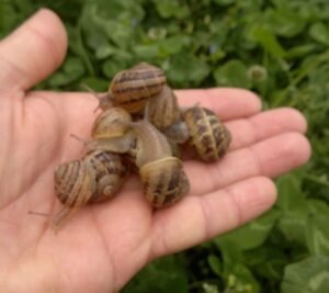 caracol garbancero o juvenil